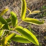 Combretum molle Leaf