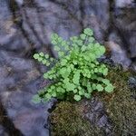 Cardamine flexuosa 葉