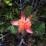 Rubus chamaemorus Kukka