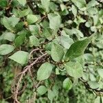 Streblus asper Leaf
