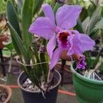 Cattleya trianae 花