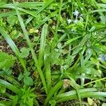 Brimeura amethystina Leaf