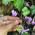 Cyclamen hederifoliumFlower