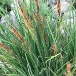Carex stricta Flower