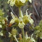 Sideritis hyssopifolia Virág