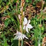 Asphodelus fistulosus 花