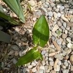 Saururus cernuus Leaf