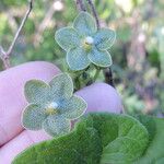 Matelea reticulata Fleur