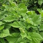 Salvia glutinosa Habit