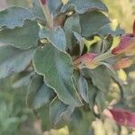 Cistus laurifolius Blad