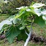 Ficus lateriflora आदत