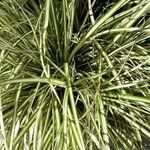 Carex ornithopoda Leaf