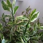 Euphorbia tithymaloides পাতা
