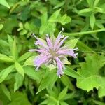 Monarda fistulosaFlower