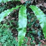 Asplenium scolopendrium Feuille