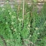 Achillea ligustica عادت داشتن