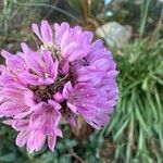 Armeria alpinaЦветок