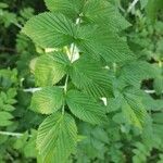 Rubus niveus Blatt