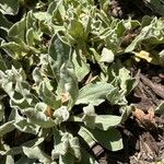 Silene banksia Foglia