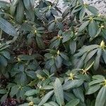 Rhododendron maximum عادت داشتن