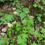 Mycelis muralis (Feuille)