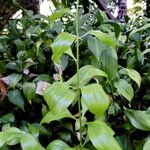Ruscus hypophyllum Leaf