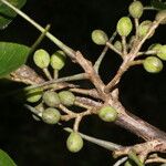 Bursera simaruba Fruit