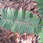 Cnestis corniculata Leaf