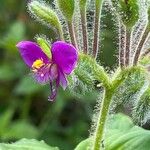 Tinantia erecta Blüte