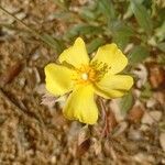 Diatelia tuberaria Fula