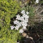 Iberis procumbens Fula