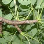 Ceiba aesculifolia Kabuk