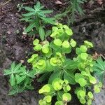 Euphorbia cornigera Leaf