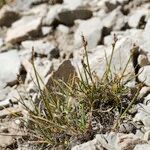 Carex glacialis Habit