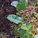 Epigaea repens Leaf