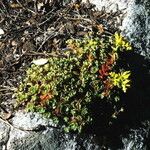 Sedum oblanceolatum