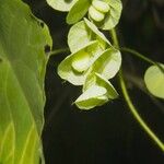 Cissampelos tropaeolifolia Other