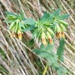 Cerinthe glabra फूल