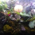 Hygrophila corymbosa List