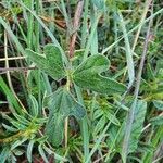 Vigna frutescens Leaf