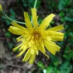 Hieracium glaucinum Цветок