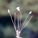 Cerastium scaposum Vekstform