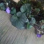 Viola labradorica Flor