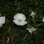 Oenothera tetraptera Flower