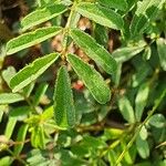 Indigofera brevicalyx Leaf