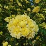 Rosa banksiae Blüte
