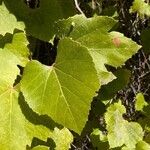 Vitis californica برگ