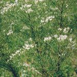 Eupatorium hyssopifolium Tervik taim
