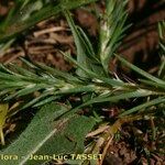 Polycnemum majus Fula