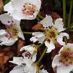 Pyrus pyrifolia Flor